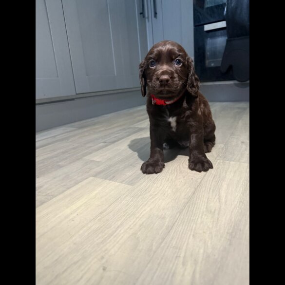 Sprocker Spaniel - Dogs