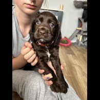 Sprocker Spaniel - Dogs