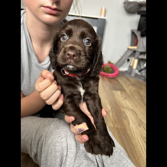 Sprocker Spaniel - Dogs