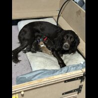 Sprocker Spaniel - Dogs