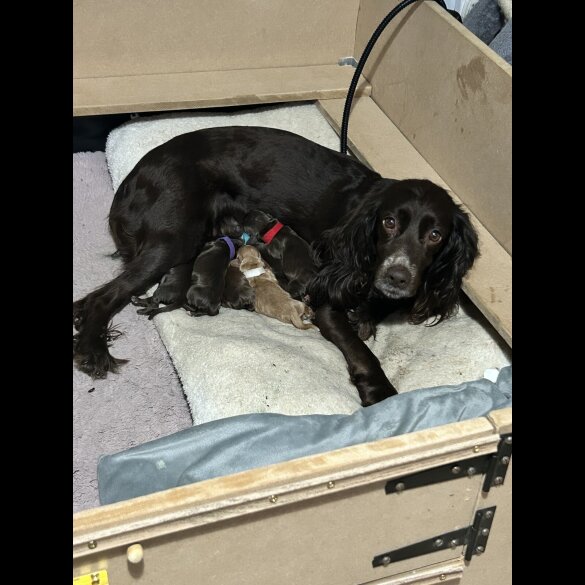 Sprocker Spaniel - Dogs