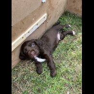 Sprocker Spaniel - Dogs