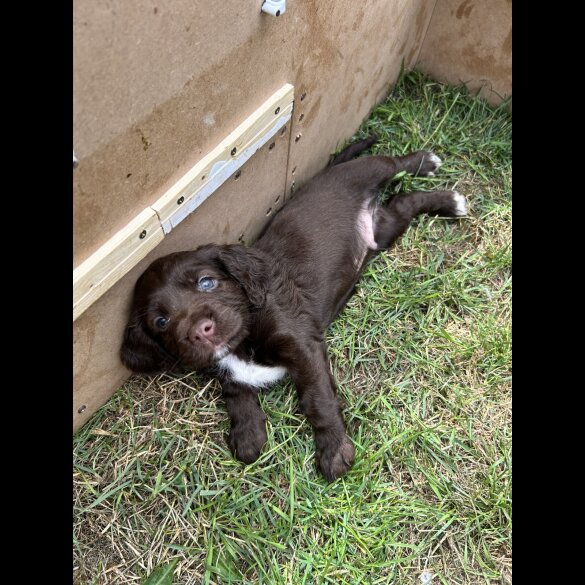Sprocker Spaniel - Dogs