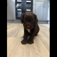 Sprocker Spaniel - Dogs