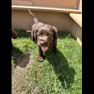 Sprocker Spaniel - Dogs