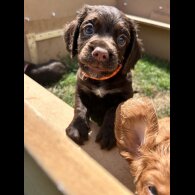 Sprocker Spaniel - Dogs
