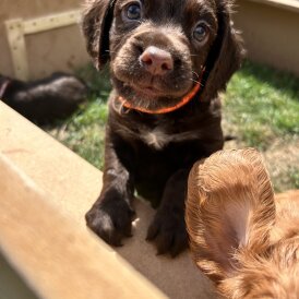 Sprocker Spaniel - Dogs