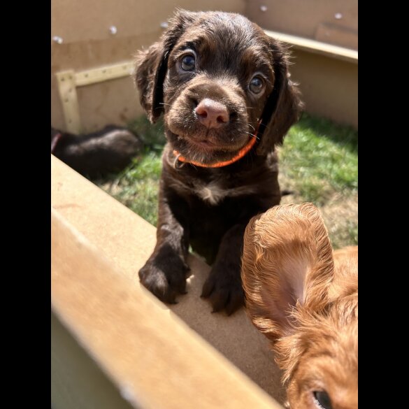 Sprocker Spaniel - Dogs
