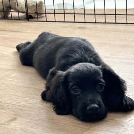 Sprocker Spaniel - Both