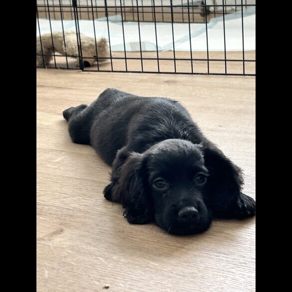 Sprocker Spaniel - Dogs