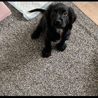 Sprocker Spaniel - Dogs