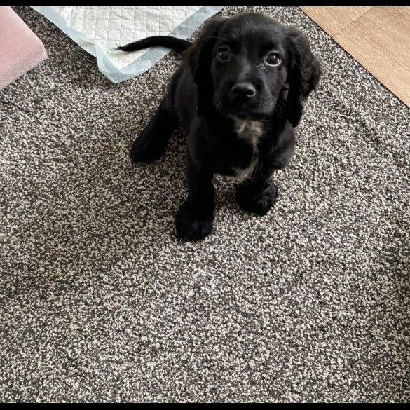 Sprocker Spaniel - Dogs
