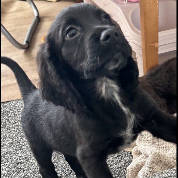 Sprocker Spaniel - Dogs