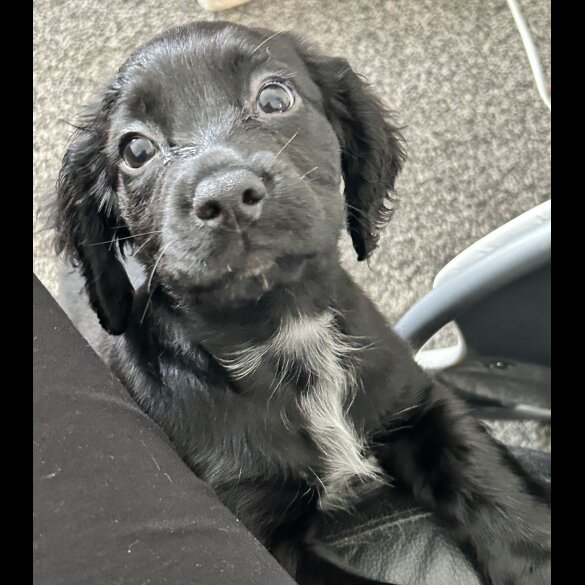 Sprocker Spaniel - Dogs