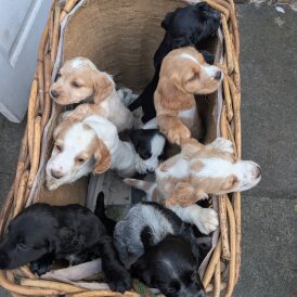 Sprocker Spaniel - Both