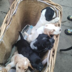 Sprocker Spaniel - Both
