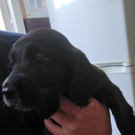 Sprocker Spaniel - Both