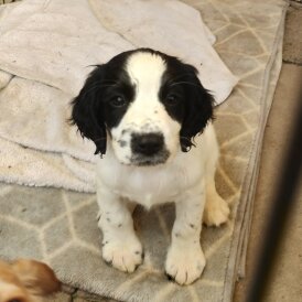 Sprocker Spaniel - Both
