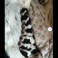 Sprocker Spaniel - Both