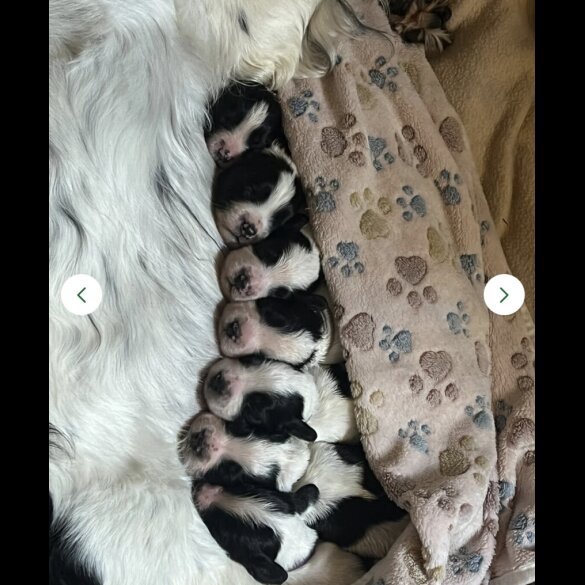 Sprocker Spaniel - Both