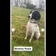 Sprocker Spaniel - Both