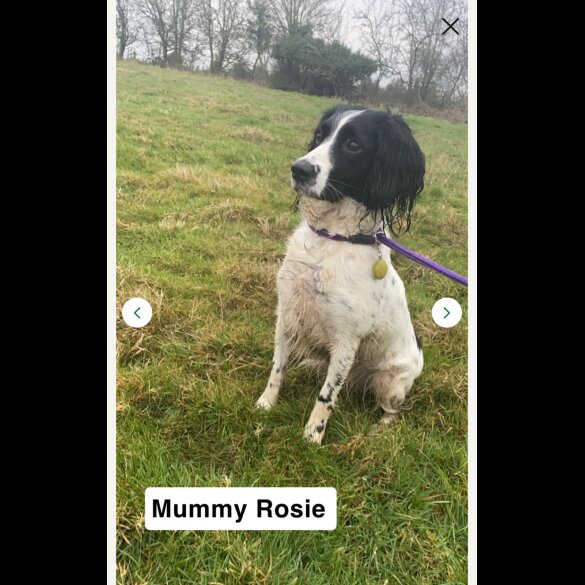 Sprocker Spaniel - Both