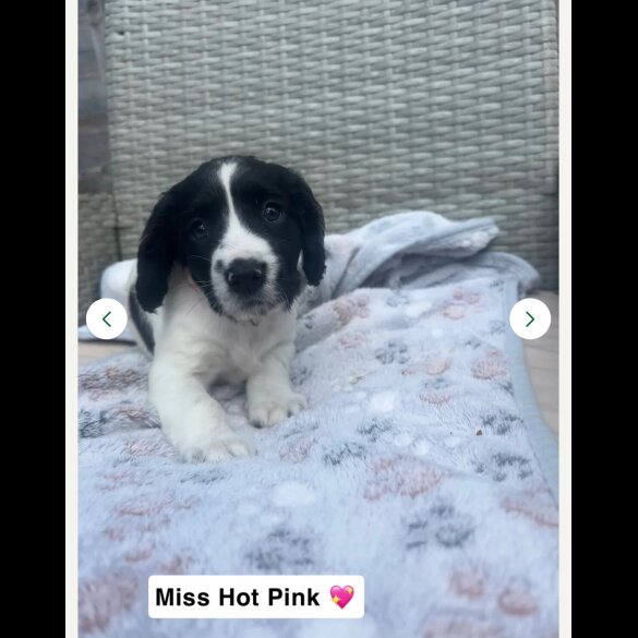Sprocker Spaniel - Both