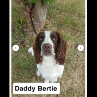 Sprocker Spaniel - Both
