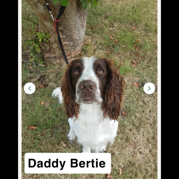 Sprocker Spaniel - Both