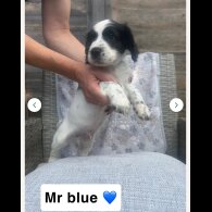 Sprocker Spaniel - Both