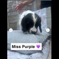 Sprocker Spaniel - Both