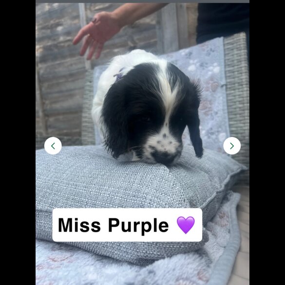 Sprocker Spaniel - Both