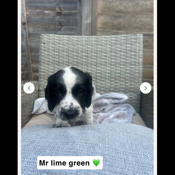 Sprocker Spaniel - Both