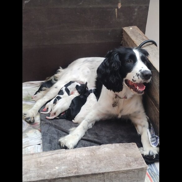 Sprocker Spaniel - Both