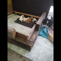 Sprocker Spaniel - Both
