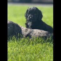Sproodle - Both