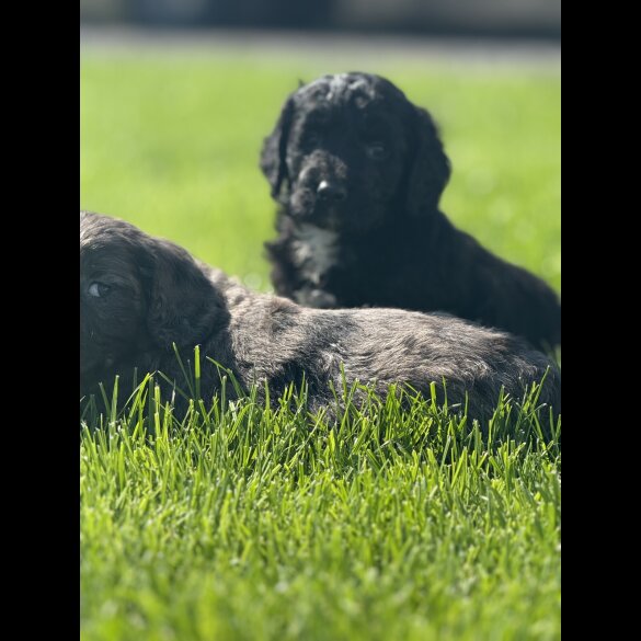 Sproodle - Both