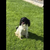 Sproodle - Both