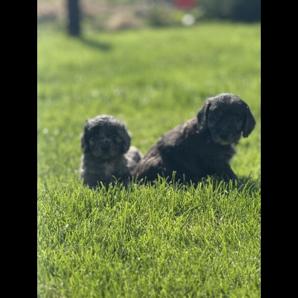 Sproodle - Both