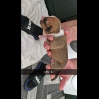 Mixed Breed - Both
