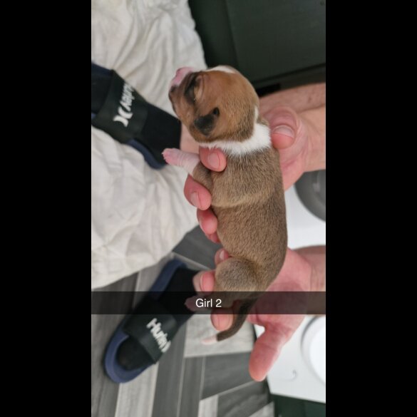 Mixed Breed - Both
