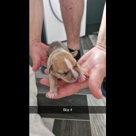 Mixed Breed - Both