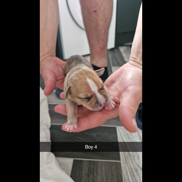 Mixed Breed - Both