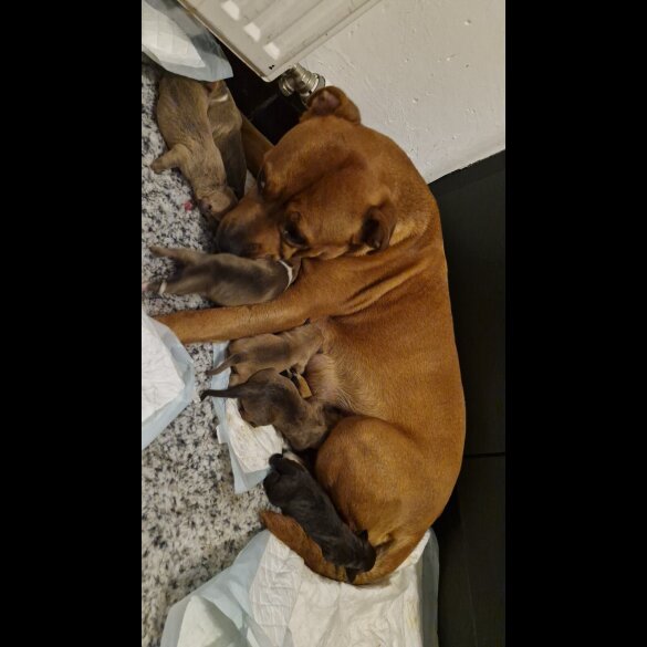 Mixed Breed - Both