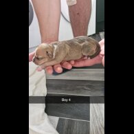 Mixed Breed - Both