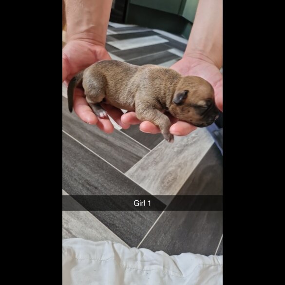 Mixed Breed - Both