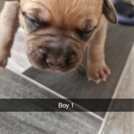 Mixed Breed - Both