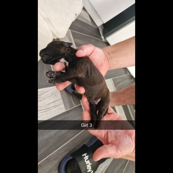 Mixed Breed - Both