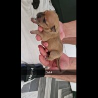 Mixed Breed - Both