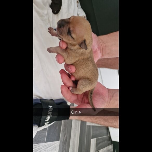 Mixed Breed - Both